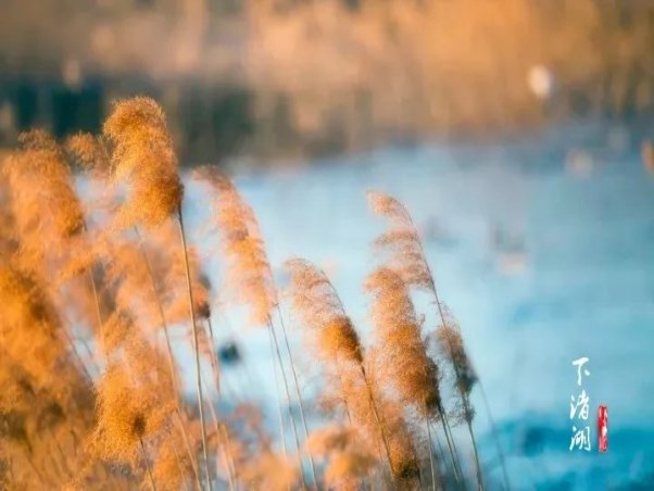 下渚湖國家濕地公園